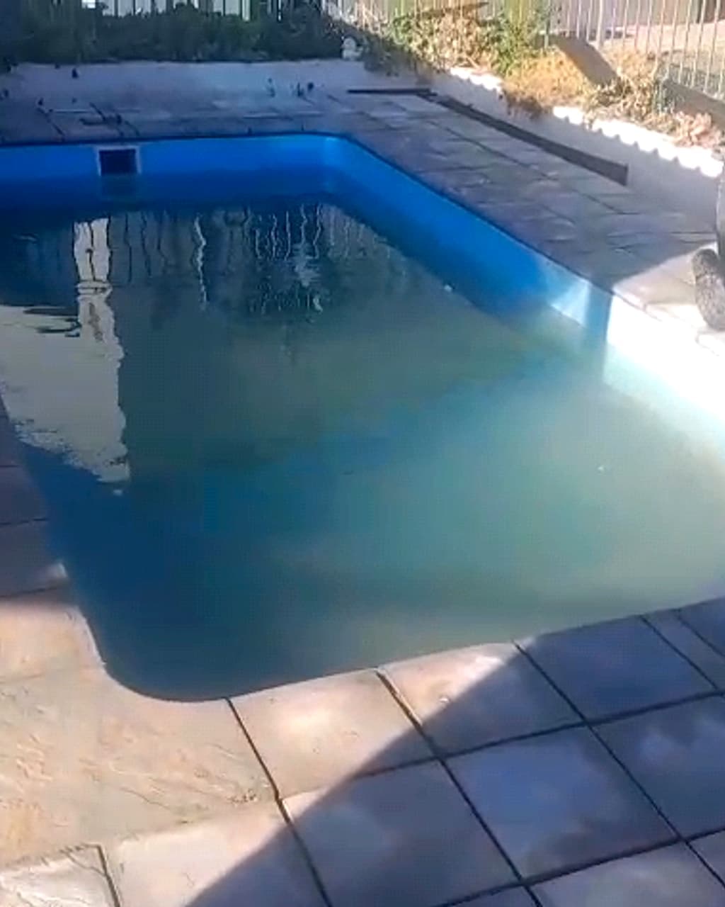 Robert's pool before treatment, water turned cloudy green